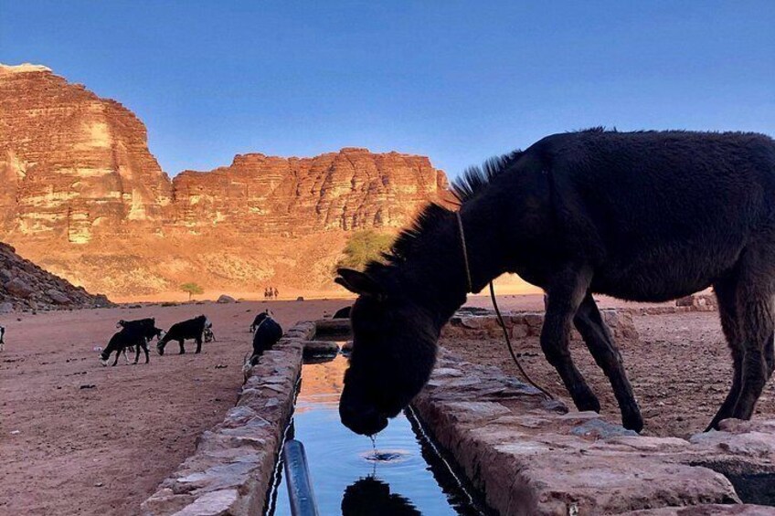 Wadi Rum Cave Camping with Jeep Tour 5