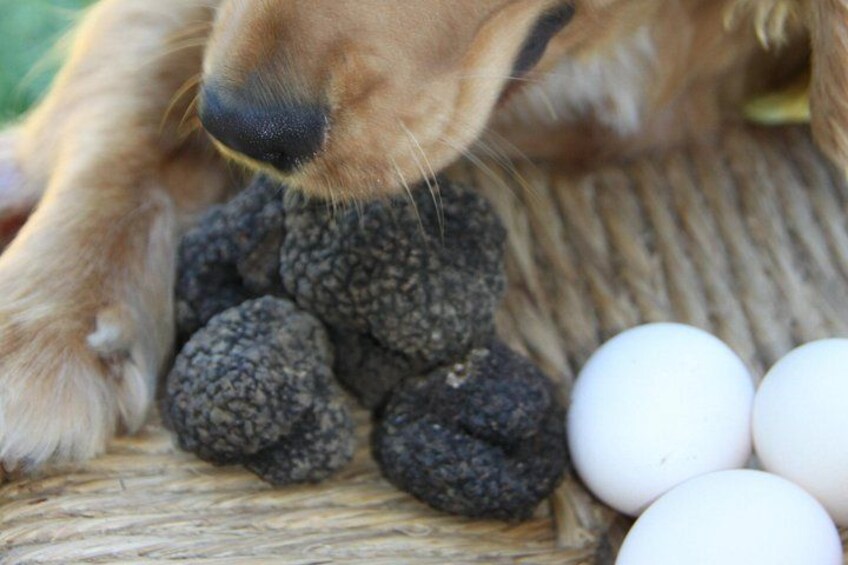 Truffle Hunting and Handmade Pasta in Ascoli Piceno 3