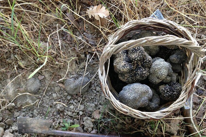 A wicker basket filled with round, textured objects on the ground. 2