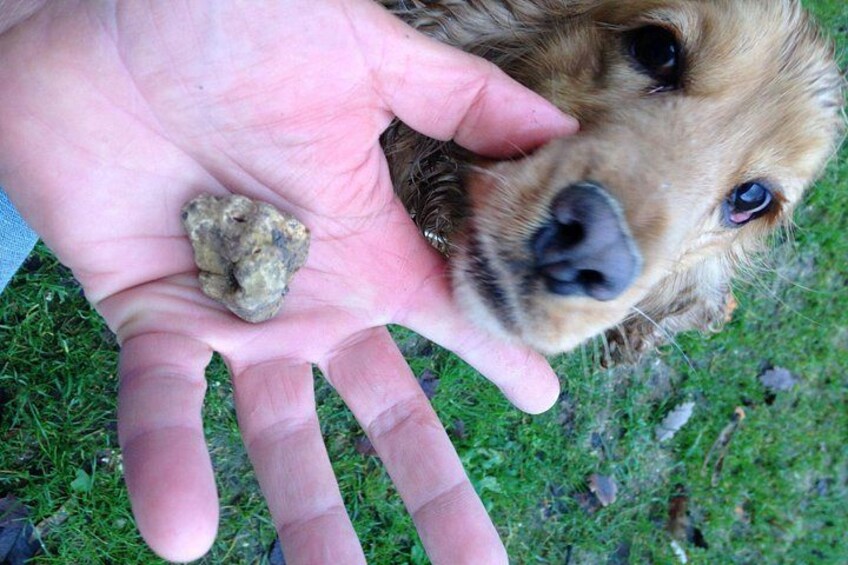 Truffle Hunting and Handmade Pasta in Ascoli Piceno 4