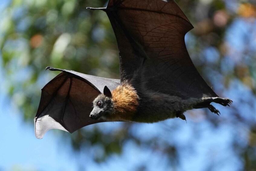 Picture 20 for Activity Sydney: Flying Fox Tour, Australia's Largest Bats 3