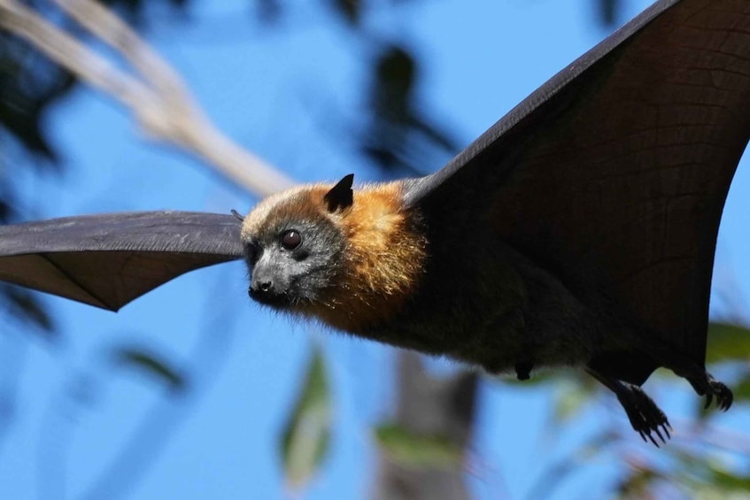 Picture 16 for Activity Sydney: Flying Fox Tour, Australia's Largest Bats 5