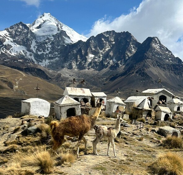 Picture 1 for Activity La Paz: Charquini Mountain Guided Hike 2