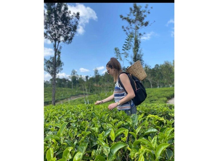 A person walking through a tea plantation. 1
