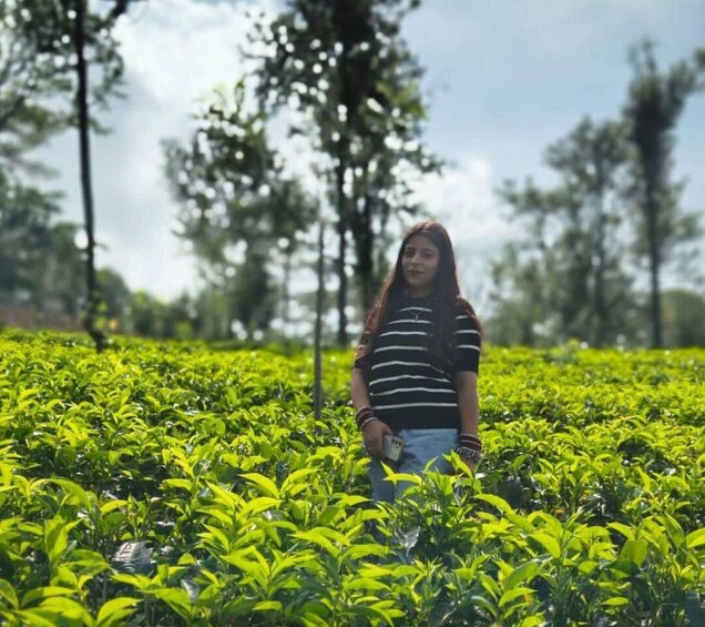 A person standing in a tea plantation with rows of tea plants. 5
