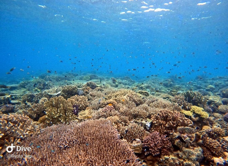 Picture 4 for Activity Kerama Diving Day Trip from Naha | English SSI Guides 3
