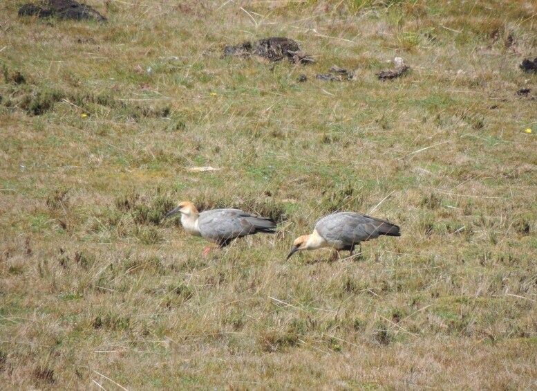 Picture 40 for Activity From Quito: Antisana and Condor Watching Guided Day Trip 2