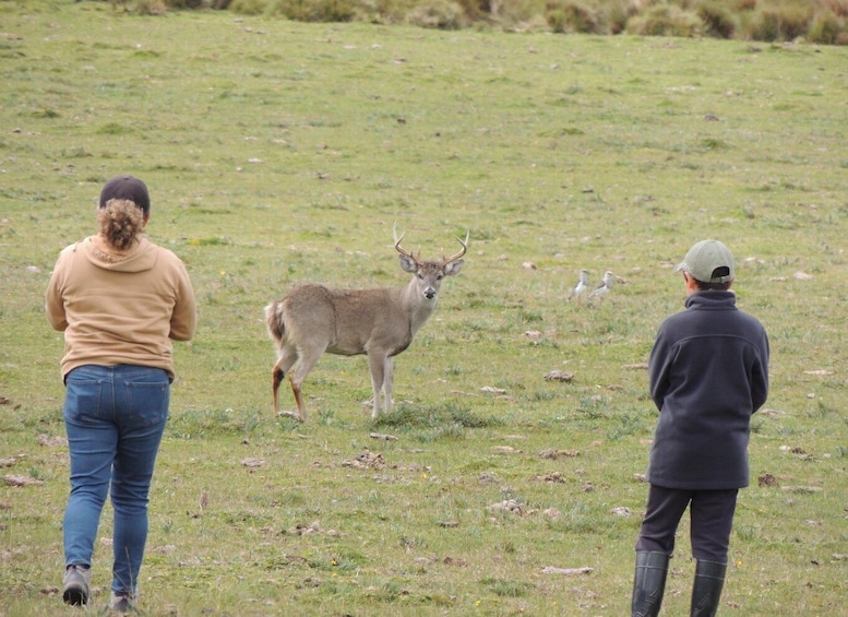 Picture 35 for Activity From Quito: Antisana and Condor Watching Guided Day Trip 4