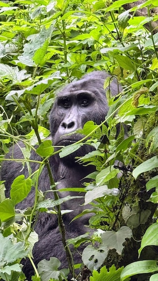 Picture 1 for Activity 22-Days Rwanda Uganda kenya Tanzania by Overlanding 3
