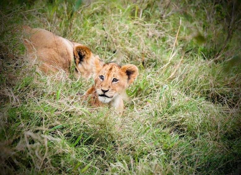 22-Days Rwanda Uganda kenya Tanzania by Overlanding 1
