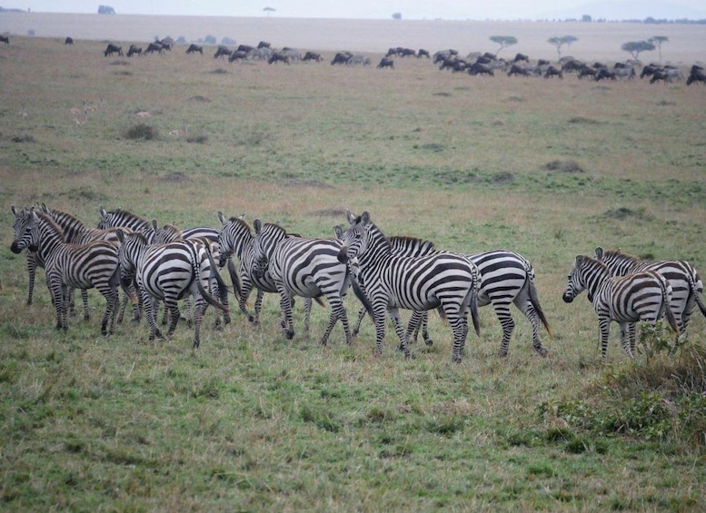 Picture 4 for Activity 22-Days Rwanda Uganda kenya Tanzania by Overlanding 4