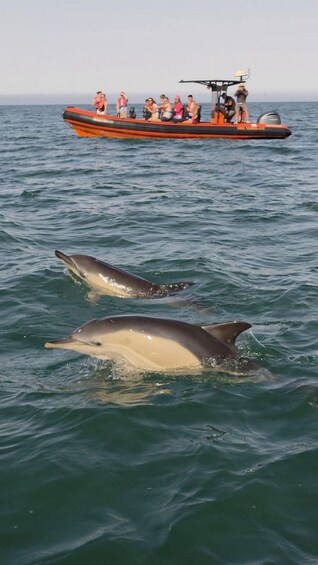 Picture 1 for Activity Cascais: Dolphin Watching Tour 3
