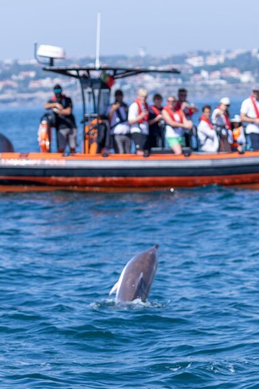 Picture 4 for Activity Cascais: Dolphin Watching Tour 4