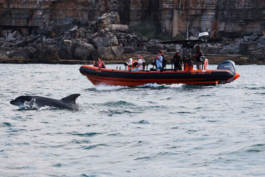 Picture 2 for Activity Cascais: Dolphin Watching Tour 5