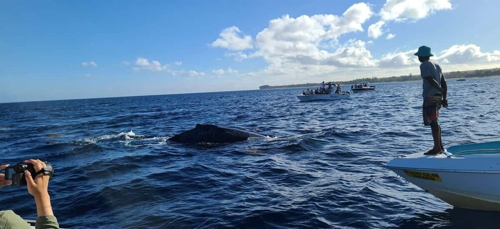 Picture 6 for Activity All In One- Dolphins, Whales, Snorkeling & Lunch onboard 5