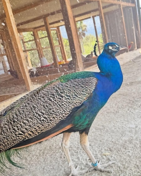 Picture 2 for Activity Puerto Plata Wildlife Discovery TourNa ture & Ecosystems 4