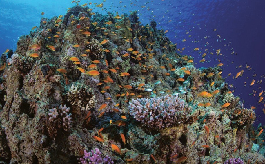 A vibrant coral reef with diverse marine life and colorful fish swimming around. 1