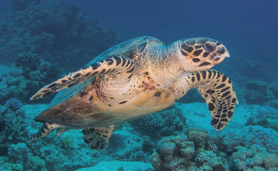 A sea turtle swimming underwater with coral reefs in the background. 4