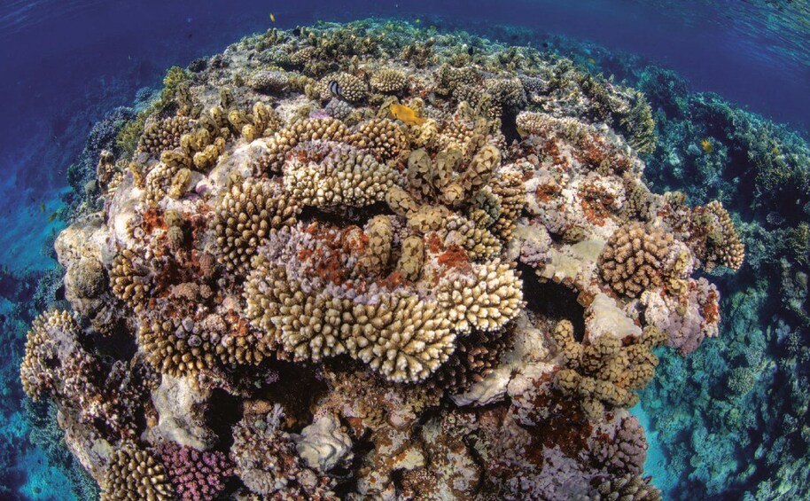 A vibrant coral reef with diverse marine life and colorful coral formations. 3