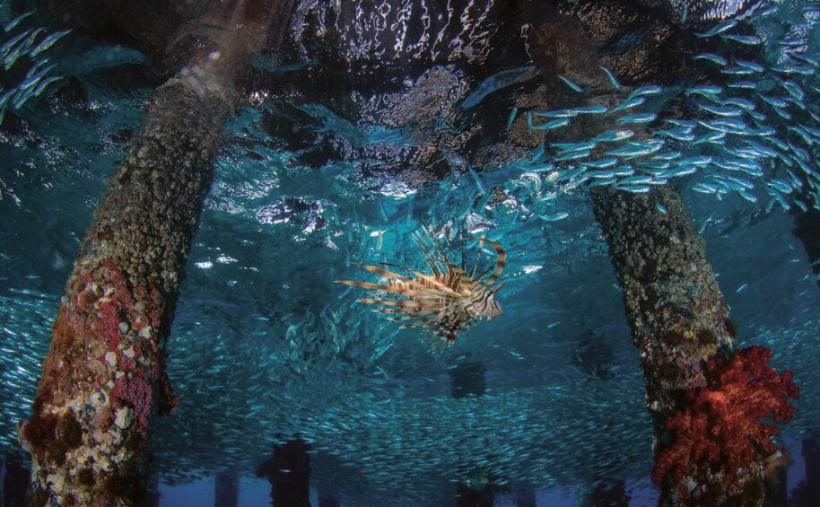 An underwater scene with a lionfish swimming among coral formations and a school of fish. 5