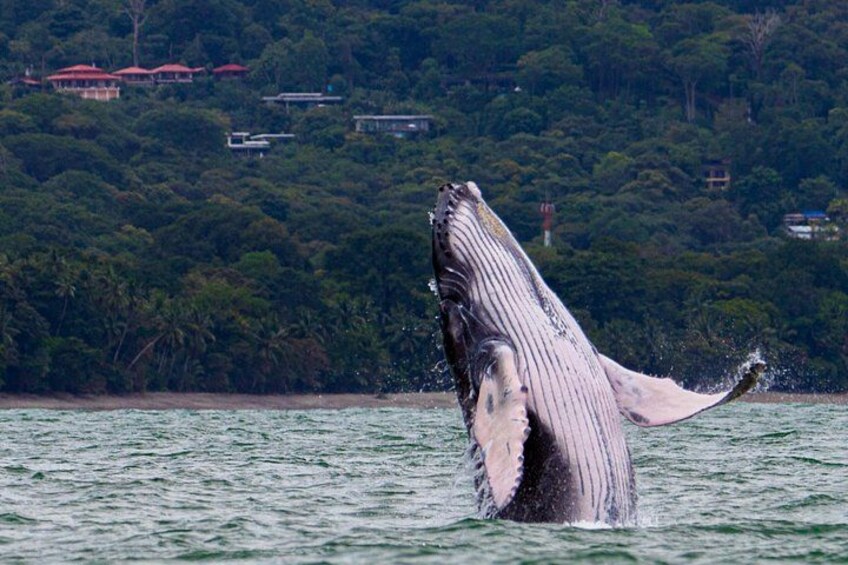 Humpback Whale Breach 1