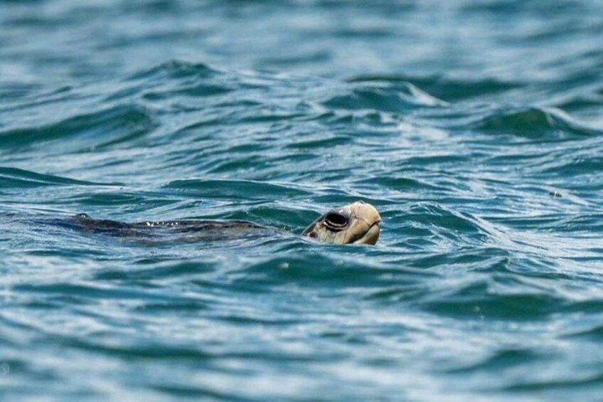 Turtle 5