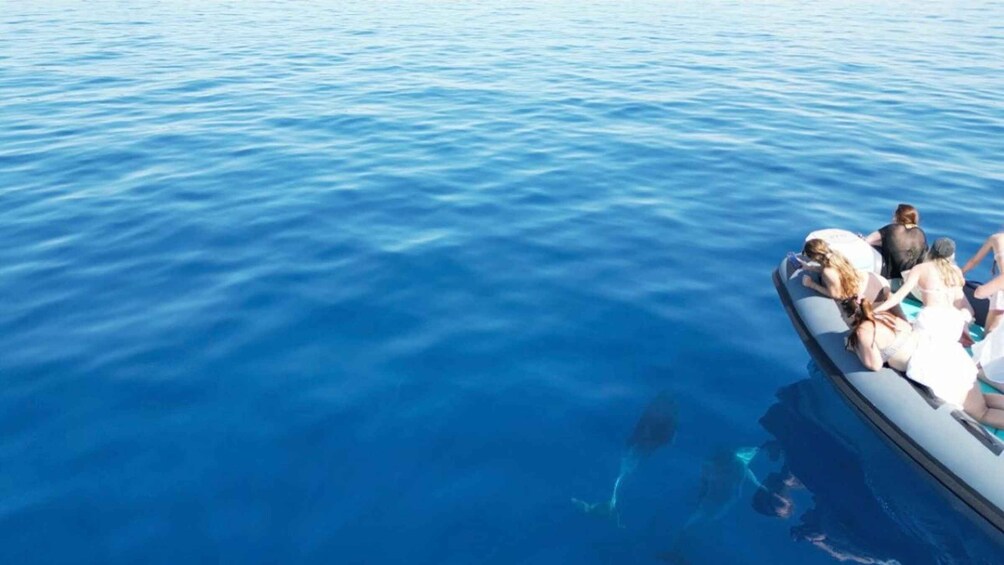 Picture 7 for Activity OLBIA: Unique excursions in the Gulf of Olbia and Tavolara 3