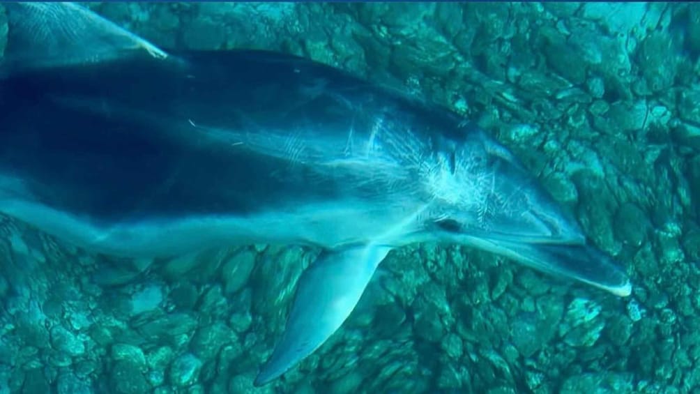 Picture 1 for Activity OLBIA: Unique excursions in the Gulf of Olbia and Tavolara 2