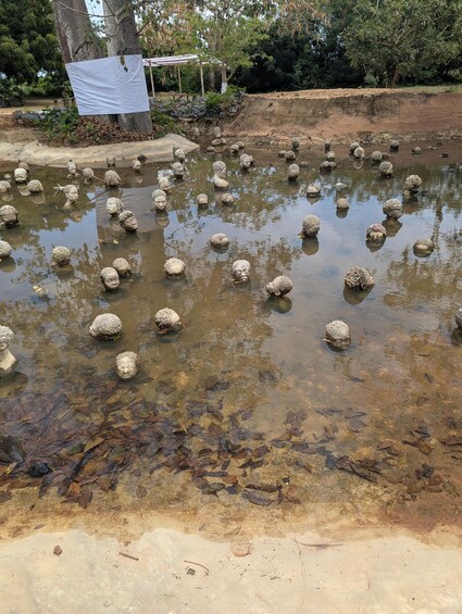 Picture 1 for Activity Ada: day tour with amazing experience 3
