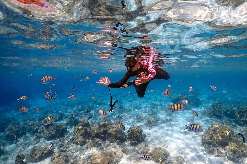 A person scuba diving underwater with a camera, surrounded by various fish and coral reefs. 5