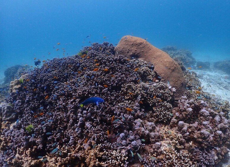 A coral reef with diverse fish species and a large coral formation. 3