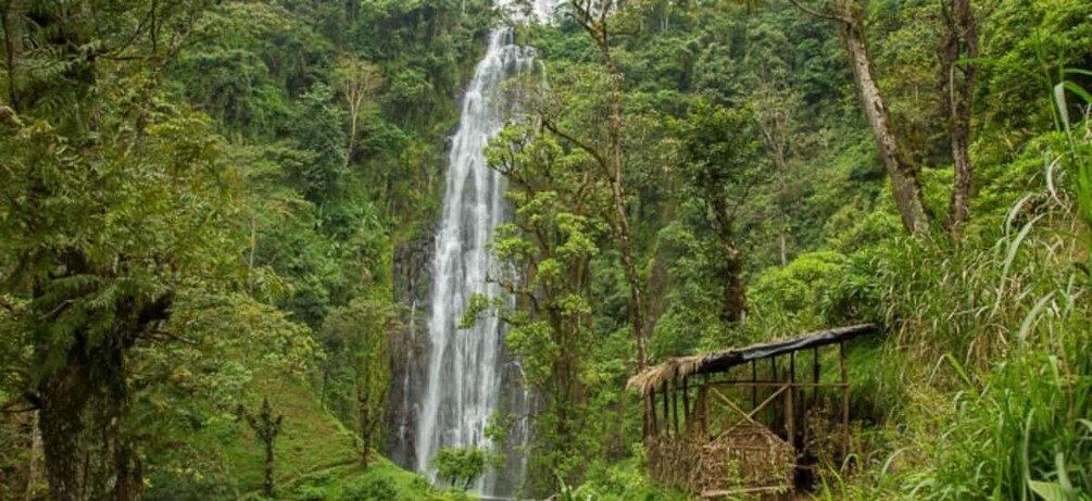 Picture 17 for Activity Kilimanjaro coffee, waterfalls, village walk and Hotsprings 5
