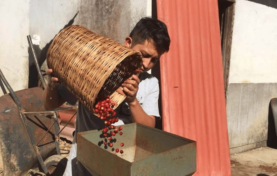 Picture 2 for Activity From Huatulco: Coffee and Mezcal Tour 5
