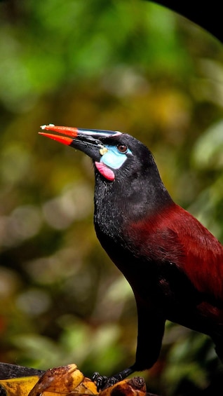 Picture 19 for Activity Birding Tour in Monteverde+Guide+Binoculars+Photos 5