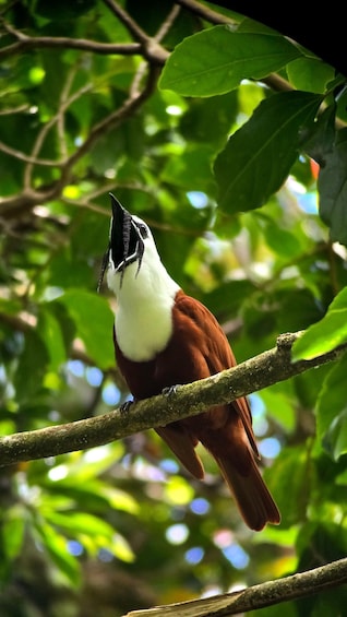 Picture 14 for Activity Birding Tour in Monteverde+Guide+Binoculars+Photos 4