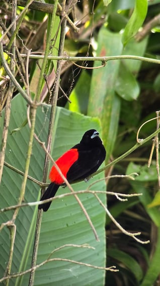 Picture 23 for Activity Birding Tour in Monteverde+Guide+Binoculars+Photos 4