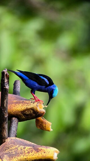 Picture 15 for Activity Birding Tour in Monteverde+Guide+Binoculars+Photos 5