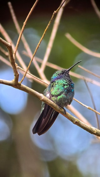 Picture 21 for Activity Birding Tour in Monteverde+Guide+Binoculars+Photos 5