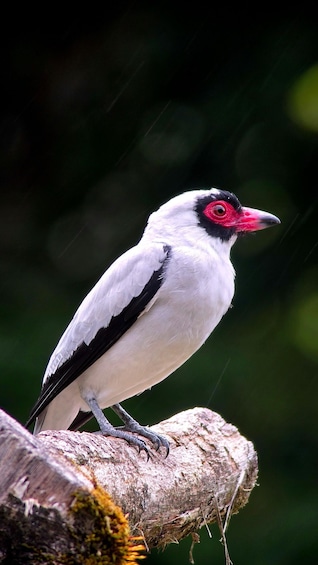 Birding Tour in Monteverde+Guide+Binoculars+Photos 2