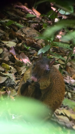 Picture 22 for Activity Birding Tour in Monteverde+Guide+Binoculars+Photos 2