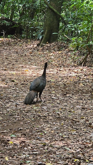 Picture 20 for Activity Birding Tour in Monteverde+Guide+Binoculars+Photos 3