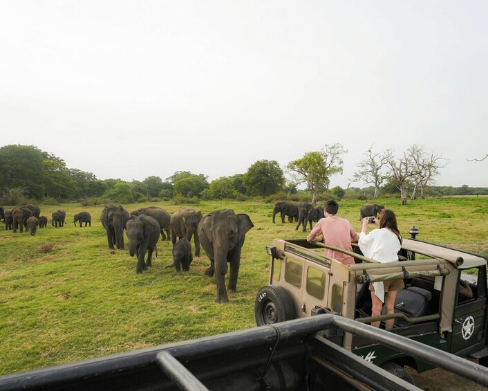 Kaudulla National Park Half Day Sri Lanka Jeep Safari 1