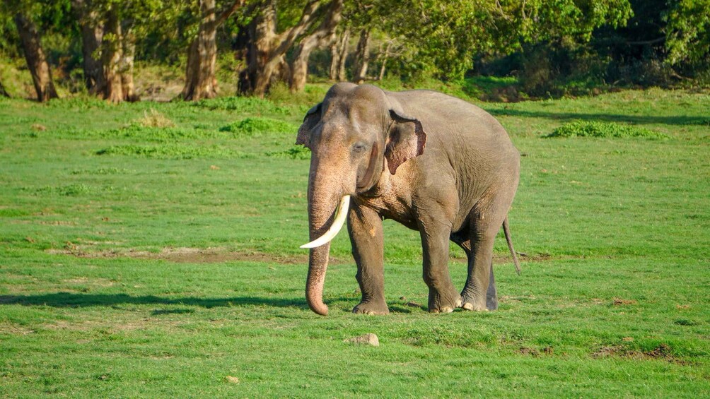 Picture 22 for Activity Kaudulla National Park Half Day Sri Lanka Jeep Safari 2
