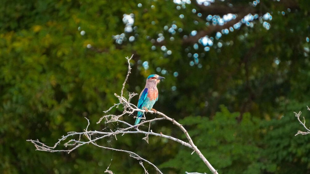 Picture 21 for Activity Kaudulla National Park Half Day Sri Lanka Jeep Safari 5