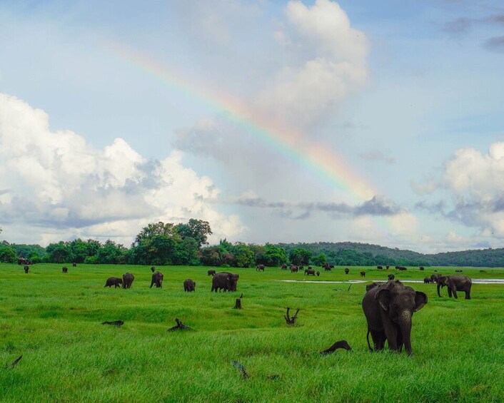 A grassy field with elephants and a rainbow in the sky. 2