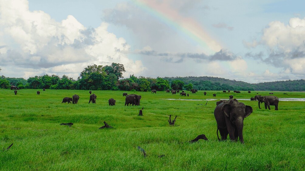 Picture 14 for Activity Kaudulla National Park Half Day Sri Lanka Jeep Safari 2