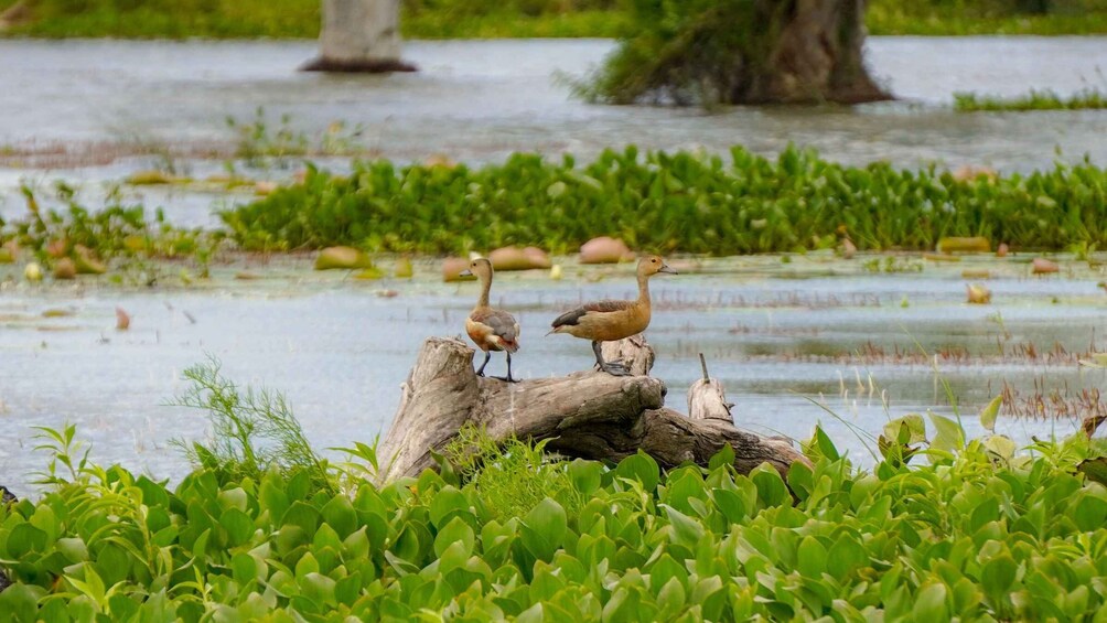 Picture 20 for Activity Kaudulla National Park Half Day Sri Lanka Jeep Safari 4