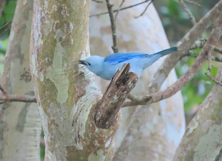 Picture 9 for Activity Medellin birding Arví Forest Cabin 4