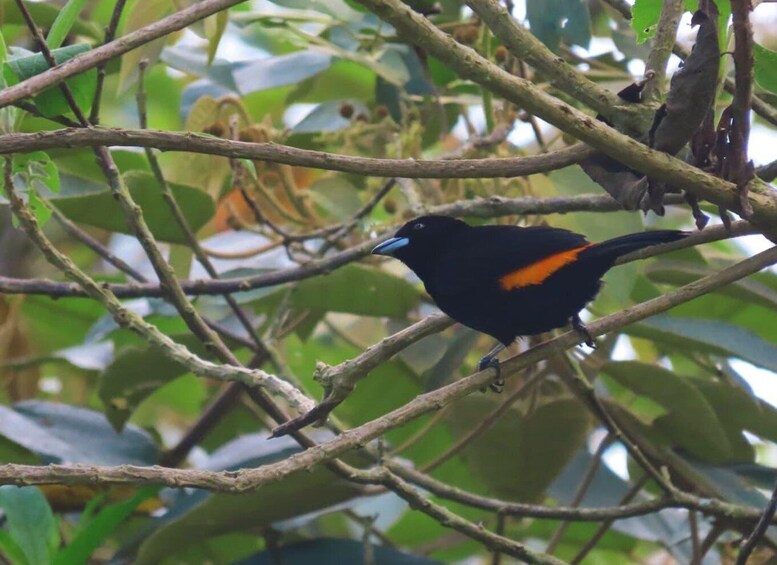 Picture 10 for Activity Medellin birding Arví Forest Cabin 3