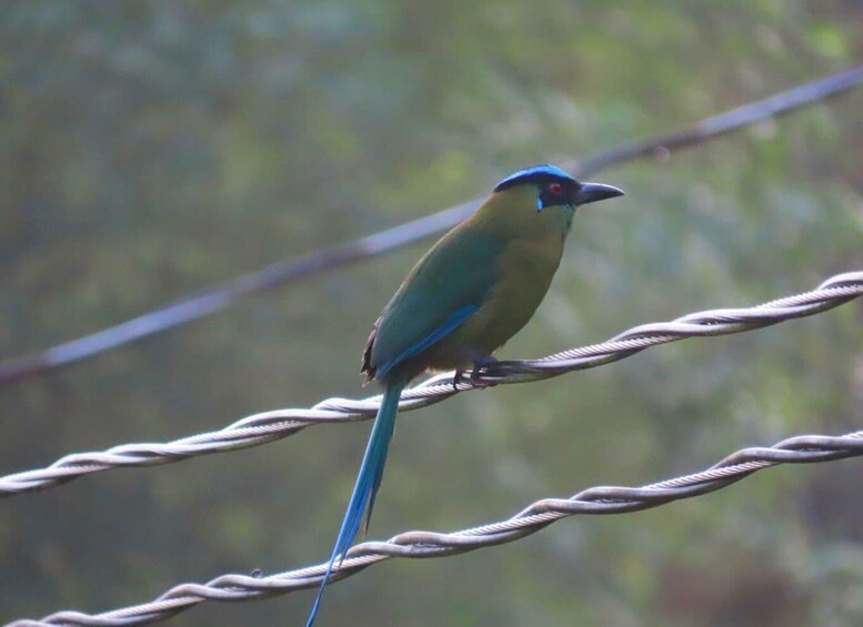 Picture 8 for Activity Medellin birding Arví Forest Cabin 5